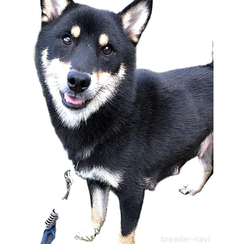 よもぎちゃん1枚目